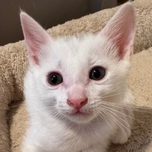 Blizzard aka Blizzy aka Busy Blizzy is curious about absolutely everything He is always ready to 