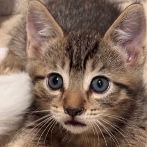 Bear is the most mellow of his family and ready to purr He can mix it up with his brothers