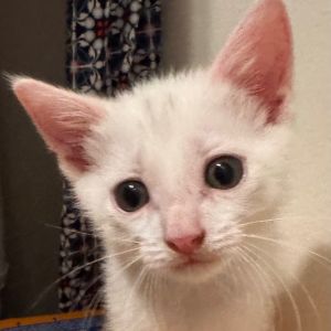 Caspers outgoing personality has earned him the nickname Casper the Friendly Kitty He runs in gr