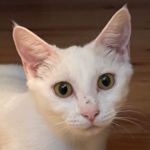 Jazmine aka Jazzy has been the most patient and wonderful mommy cat to her family of four rambunctio