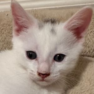 Olaf aka Smudge because of his gray forehead streak is a stocky gentleman who never passes up th