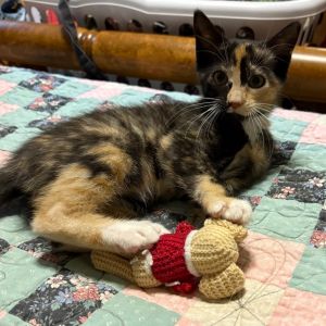 Bambi is a spunky kitten who loves to play She is very talkative and has a lot of energy She