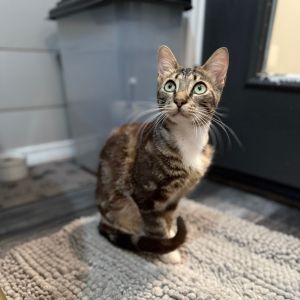 Meet Raider - The Swirly Whirlwind of Cuteness With a Side of Extra Street Smarts Raider is a 6-m