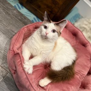 Freya is a stunning ragdoll mix with the fluff of royalty and the heart of an absolute marshmallow 
