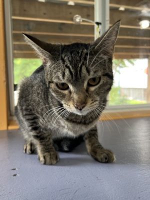 Cherry, Adult Female Domestic Short Hair