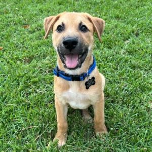 Hi My name is Jarvis I am one tough cookie but quite the cuddle monster I love toys and wrestlin