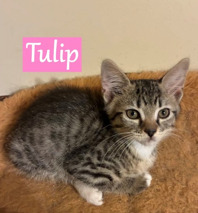 Tulip