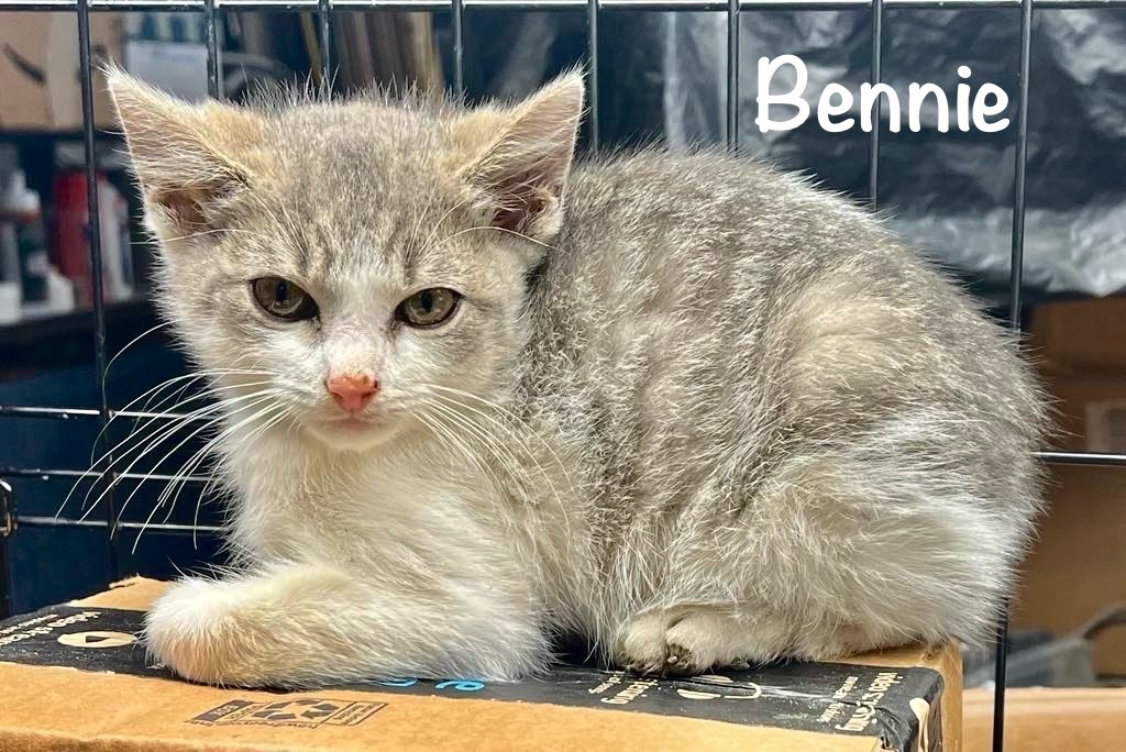 Bennie