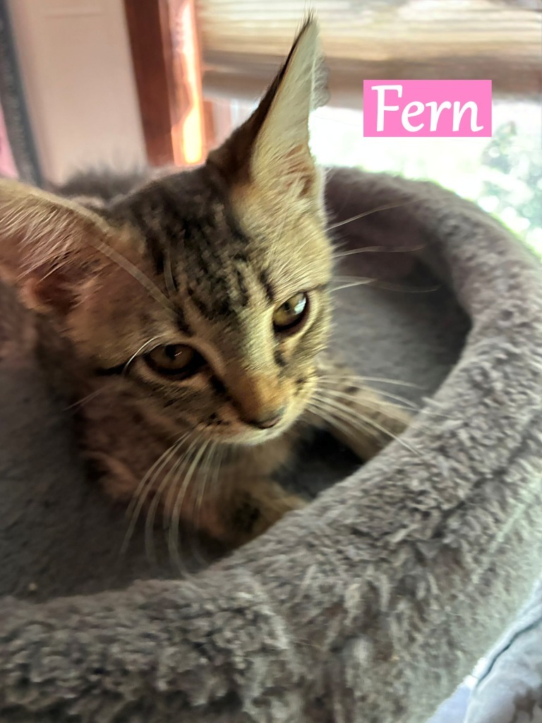 Fern