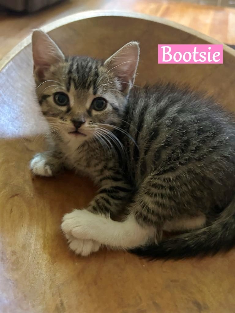 Bootsie