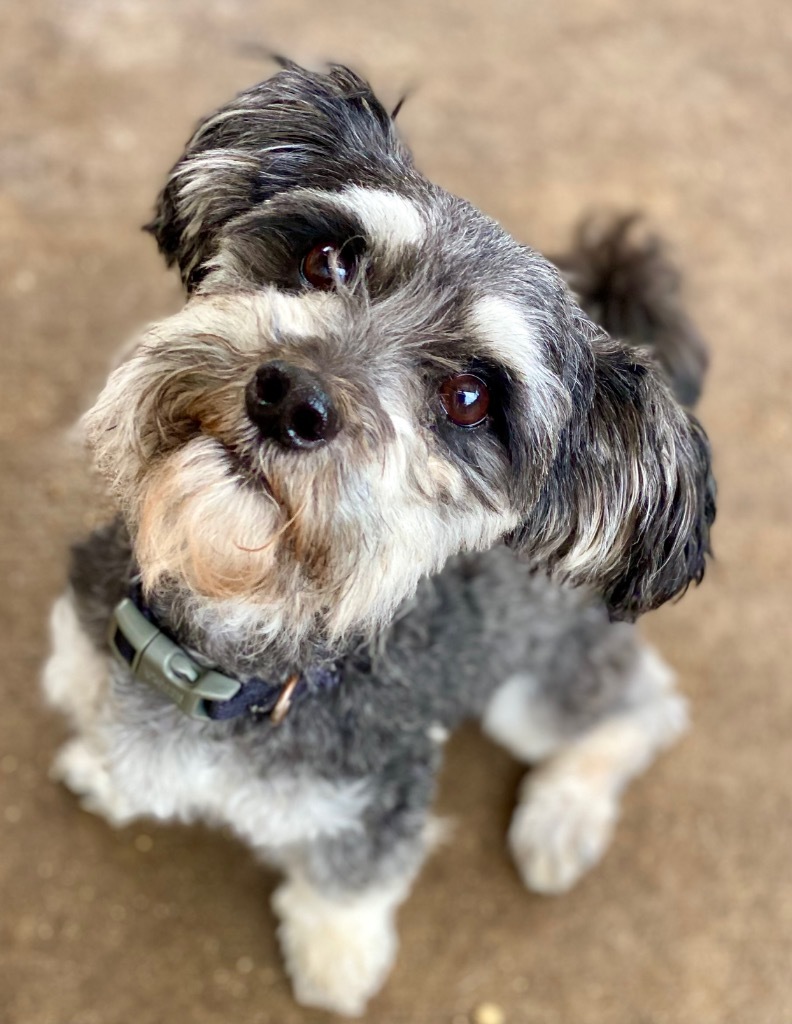 Koda