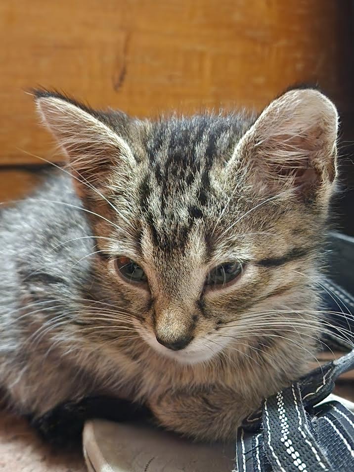 American Baby - Adoptable