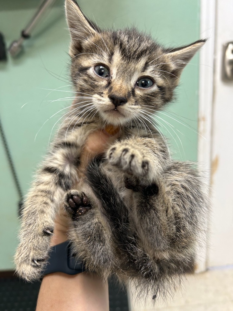 American Baby - Adoptable