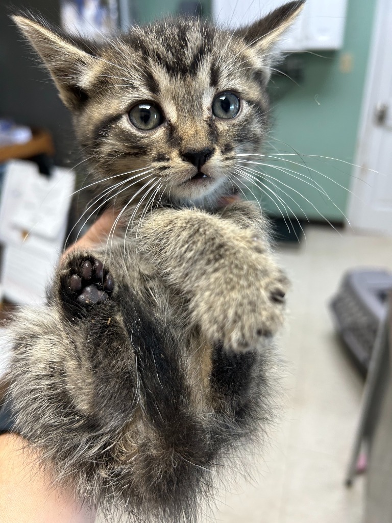 Tripping Billy - Adoptable Awaiting S/N