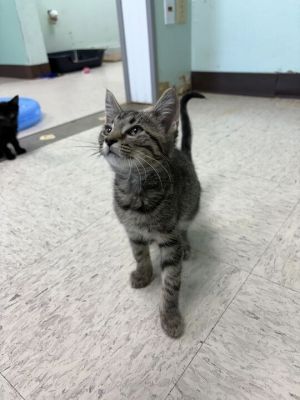Tripping Billy - Adoptable Awaiting S/N, Baby Male Domestic Short Hair