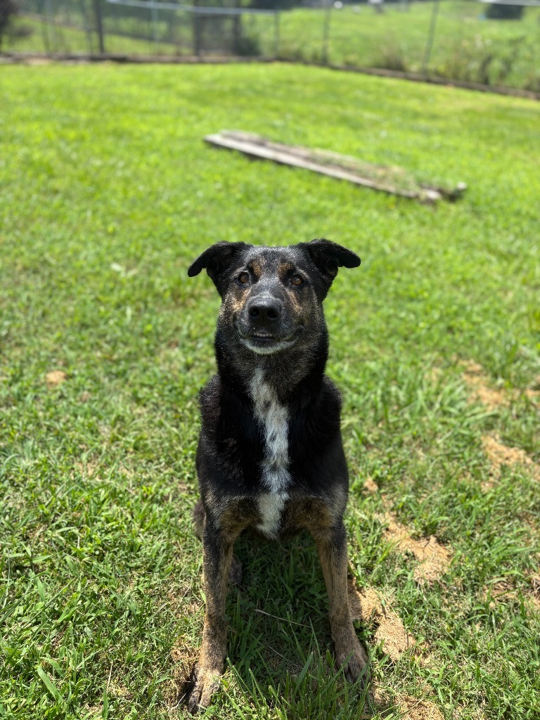 Alice - Available awaiting S/N