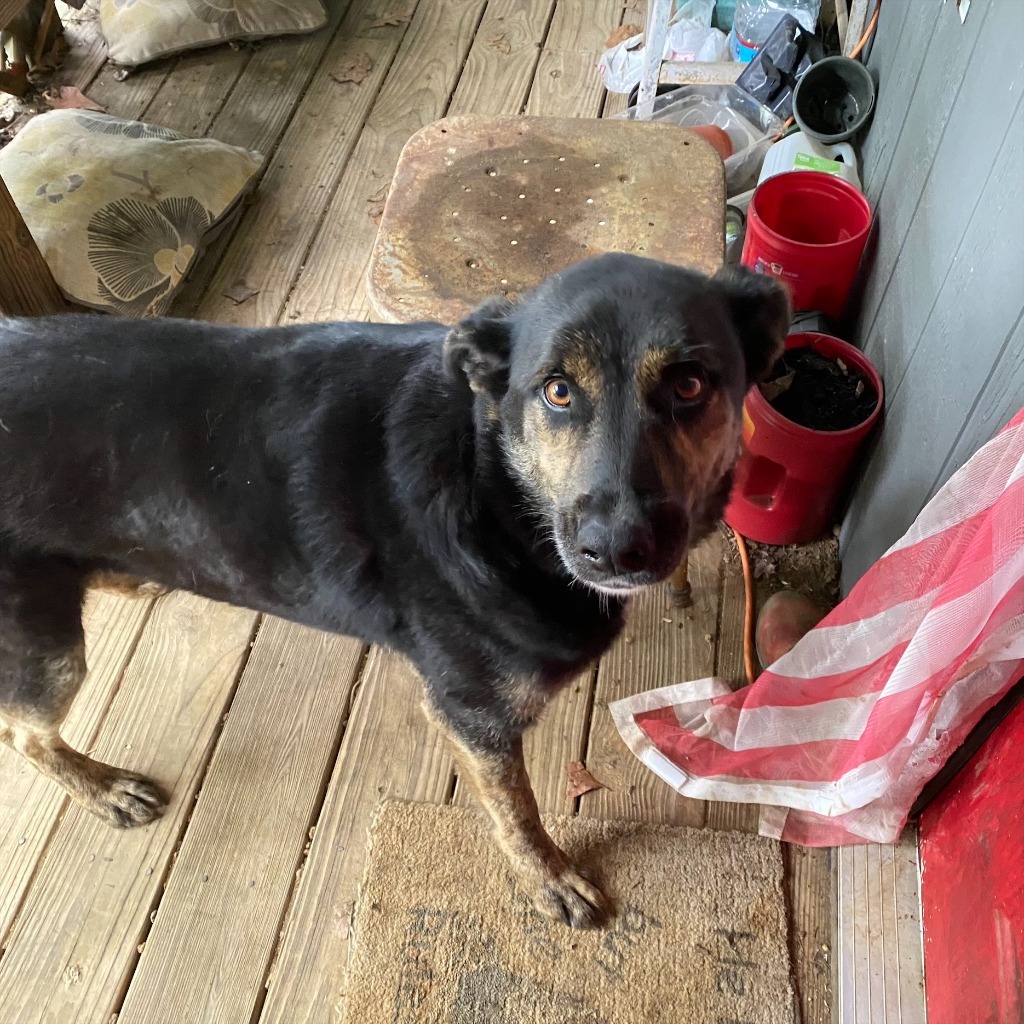 Alice - Available awaiting S/N