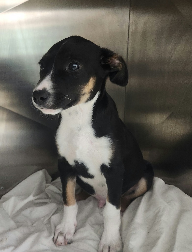 Zane - Adoptable Awaiting S/N