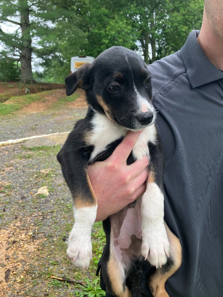 Zane - Adoptable Awaiting S/N