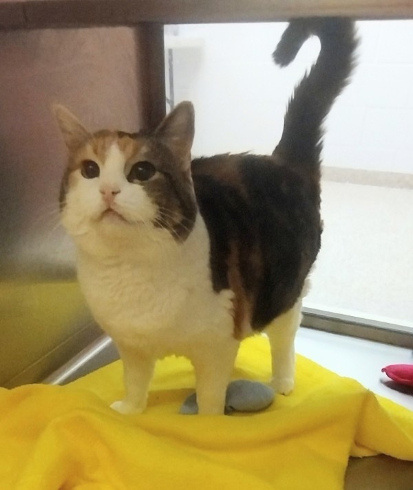 Amy 44365, an adoptable Domestic Short Hair in Pocatello, ID, 83205 | Photo Image 1