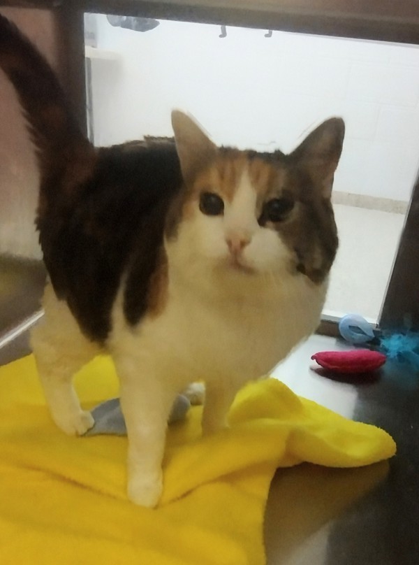 Amy 44365, an adoptable Domestic Short Hair in Pocatello, ID, 83205 | Photo Image 2