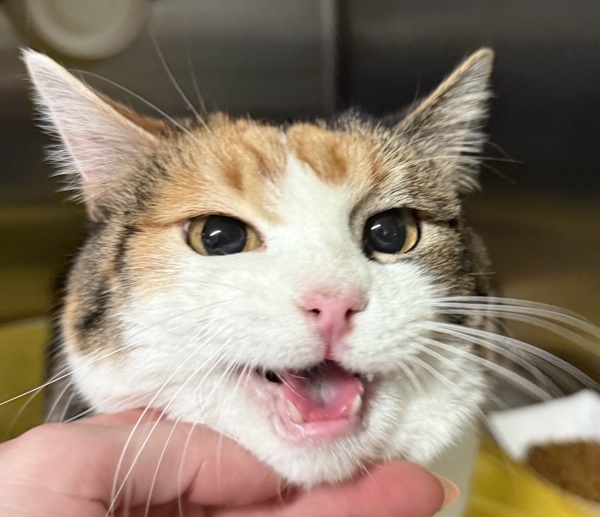 Amy 44365, an adoptable Domestic Short Hair in Pocatello, ID, 83205 | Photo Image 3