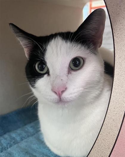 Cheech, an adoptable Domestic Short Hair in Hutchinson, KS, 67504 | Photo Image 1
