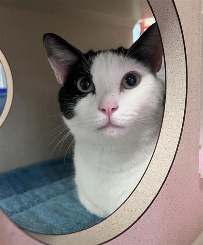 Cheech, an adoptable Domestic Short Hair in Hutchinson, KS, 67504 | Photo Image 2