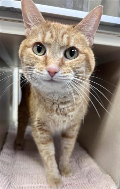 Vanellope, an adoptable Domestic Short Hair in Hutchinson, KS, 67504 | Photo Image 1