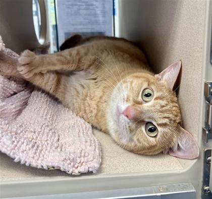 Vanellope, an adoptable Domestic Short Hair in Hutchinson, KS, 67504 | Photo Image 2