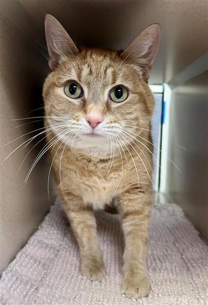 Vanellope, an adoptable Domestic Short Hair in Hutchinson, KS, 67504 | Photo Image 3
