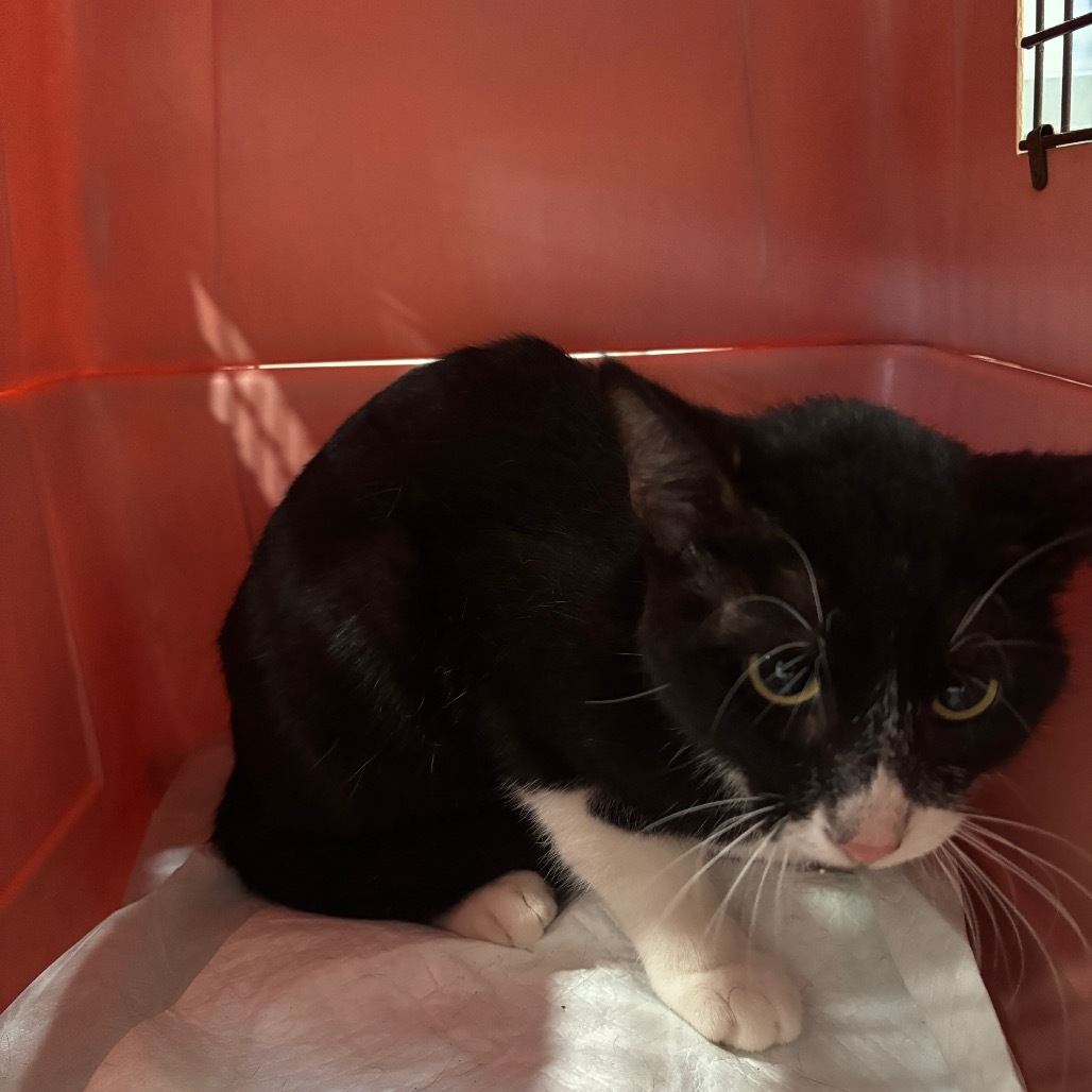 bob197136, an adoptable Domestic Short Hair in Harlingen, TX, 78550 | Photo Image 1