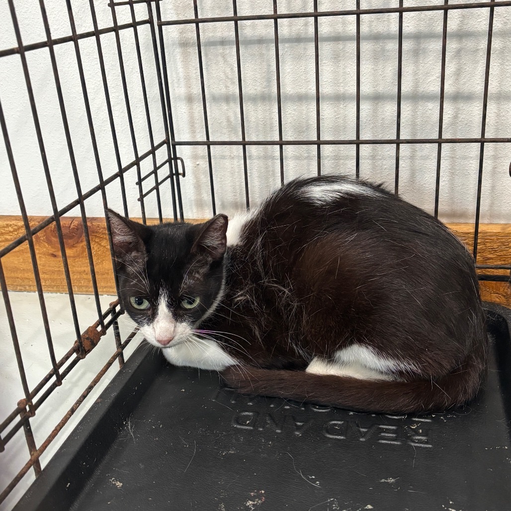 Trixi-197134, an adoptable Domestic Short Hair in Harlingen, TX, 78550 | Photo Image 1
