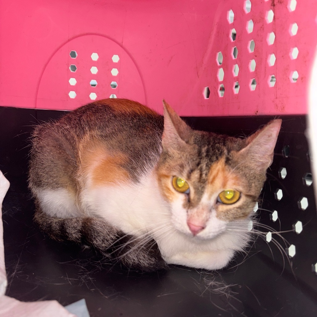princess diana-197138, an adoptable Domestic Short Hair in Harlingen, TX, 78550 | Photo Image 1