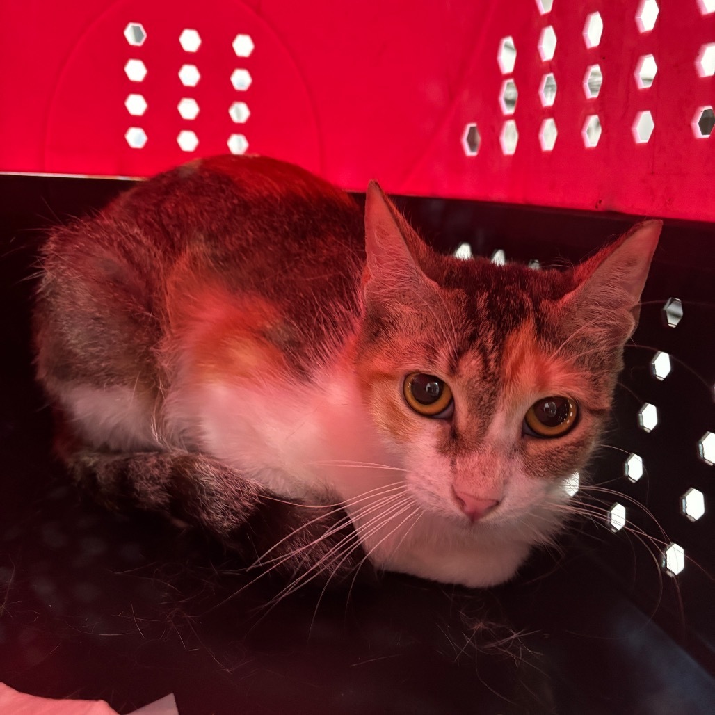 princess diana-197138, an adoptable Domestic Short Hair in Harlingen, TX, 78550 | Photo Image 2