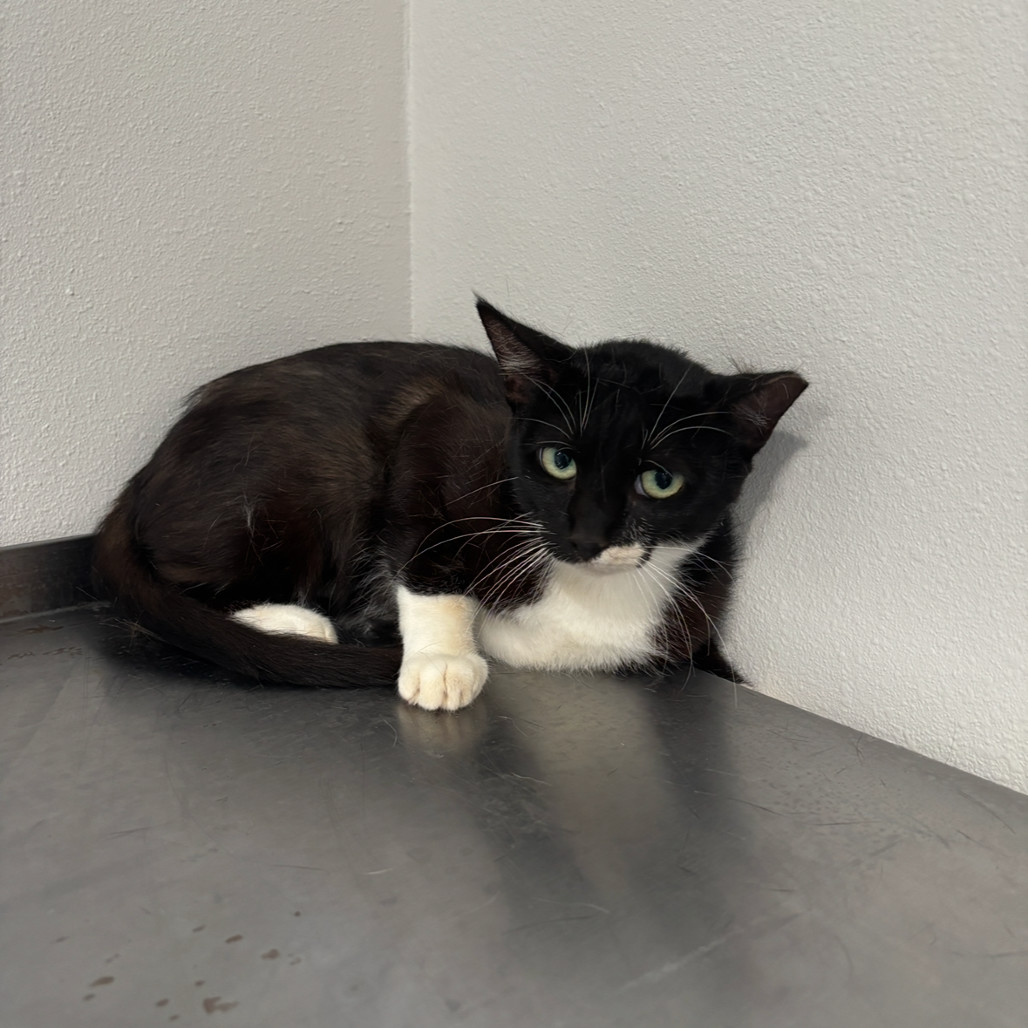 Bellatrix-197133, an adoptable Domestic Short Hair in Harlingen, TX, 78550 | Photo Image 1