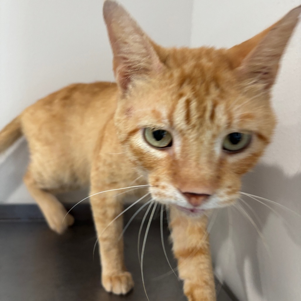 cheddar-197135, an adoptable Domestic Short Hair in Harlingen, TX, 78550 | Photo Image 1
