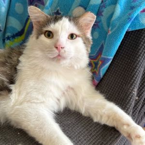 Timothy, Adult Male Domestic Long Hair