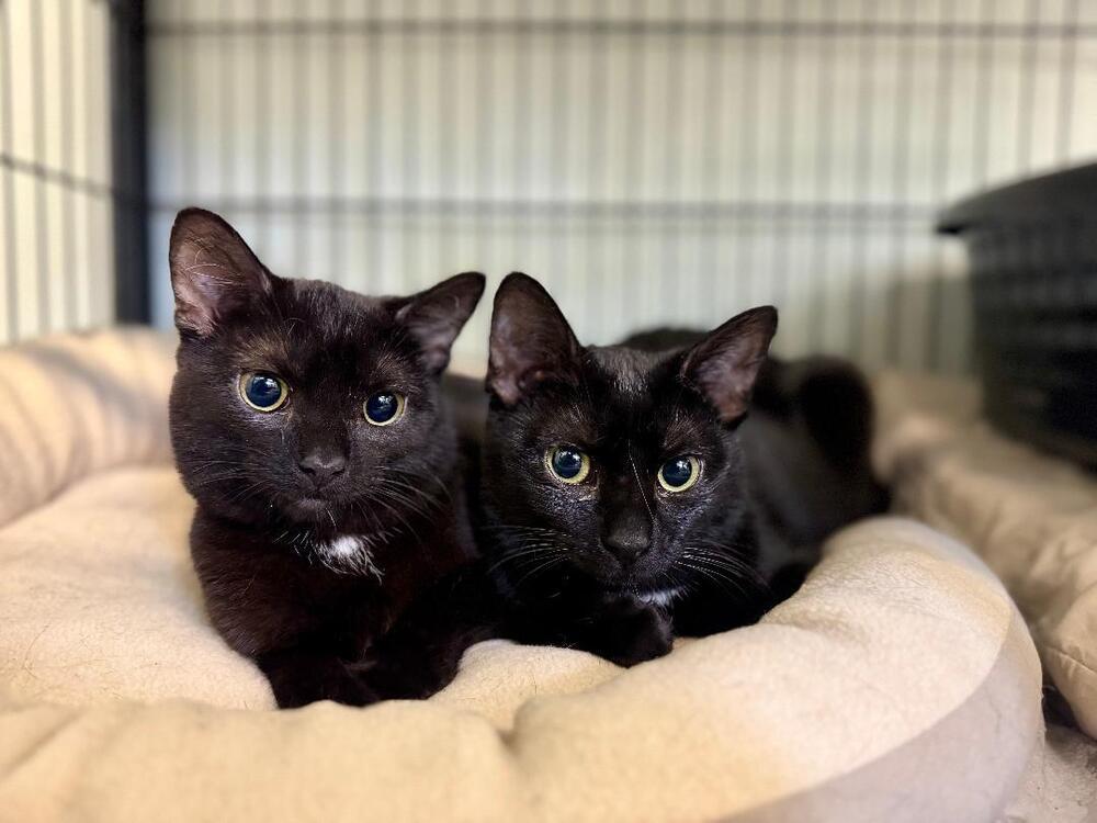Copy & Paste