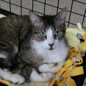 Loot, Adult Male Domestic Short Hair