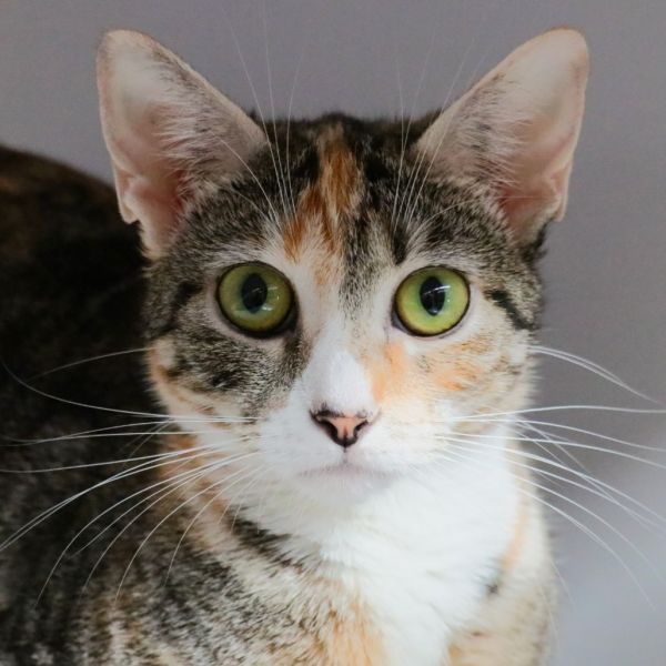 Nala thumbnail 1