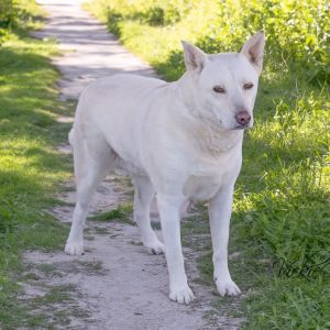 Cabel, Adult Male unknown