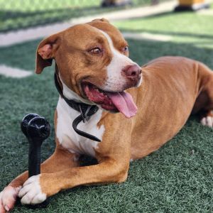 Adolpho, Adult Male Pit Bull Terrier