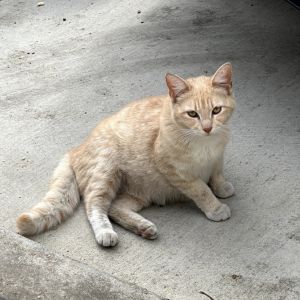 Creme Brulee, Young Female Domestic Short Hair