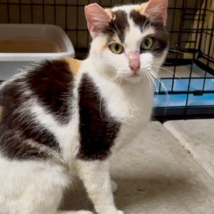 Sylveon Domestic Medium Hair Cat