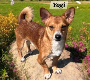 Yogie, Adult Male unknown