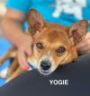 Yogie photo 1