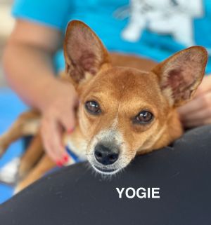 Yogie, Adult Male unknown