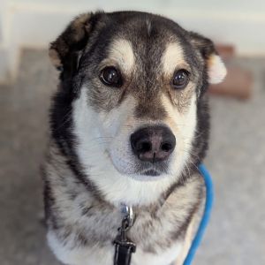 Huxley, Adult Male unknown