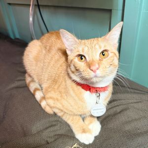 Sassenach, Young Female Domestic Short Hair